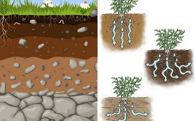 Γιατί σε κάποια σημεία του κήπου δεν ευδοκιμεί τίποτα - Φωτογραφία 3