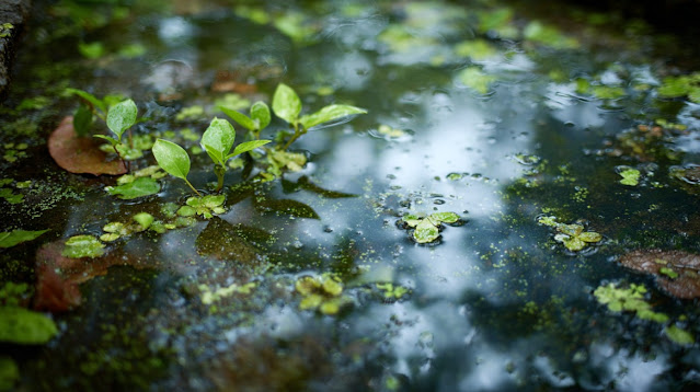 Γιατί σε κάποια σημεία του κήπου δεν ευδοκιμεί τίποτα - Φωτογραφία 4