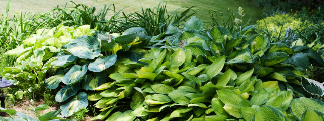 Γιατί σε κάποια σημεία του κήπου δεν ευδοκιμεί τίποτα - Φωτογραφία 5