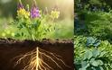 Γιατί σε κάποια σημεία του κήπου δεν ευδοκιμεί τίποτα