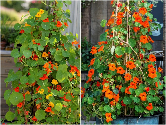 Ινδοκάρδαμο: Εύκολη καλλιέργεια και έντονη καλοκαιρινή ανθοφορία - Φωτογραφία 3