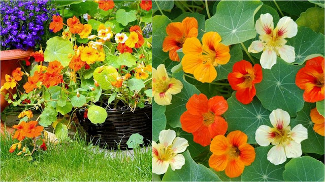 Ινδοκάρδαμο: Εύκολη καλλιέργεια και έντονη καλοκαιρινή ανθοφορία - Φωτογραφία 4