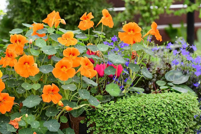 Ινδοκάρδαμο: Εύκολη καλλιέργεια και έντονη καλοκαιρινή ανθοφορία - Φωτογραφία 5