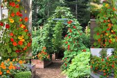 Ινδοκάρδαμο: Εύκολη καλλιέργεια και έντονη καλοκαιρινή ανθοφορία