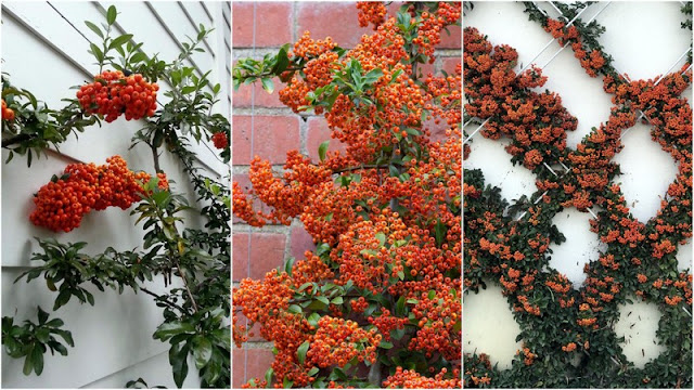 11 Φυτά για να καλύψετε κάγκελα, τοίχους και αντιαισθητικά σημεία σε εξωτερικούς χώρους - Φωτογραφία 10