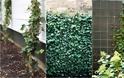 11 Φυτά για να καλύψετε κάγκελα, τοίχους και αντιαισθητικά σημεία σε εξωτερικούς χώρους - Φωτογραφία 6