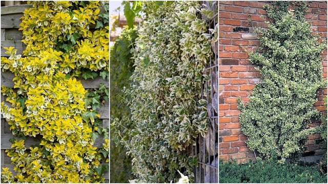 11 Φυτά για να καλύψετε κάγκελα, τοίχους και αντιαισθητικά σημεία σε εξωτερικούς χώρους - Φωτογραφία 11