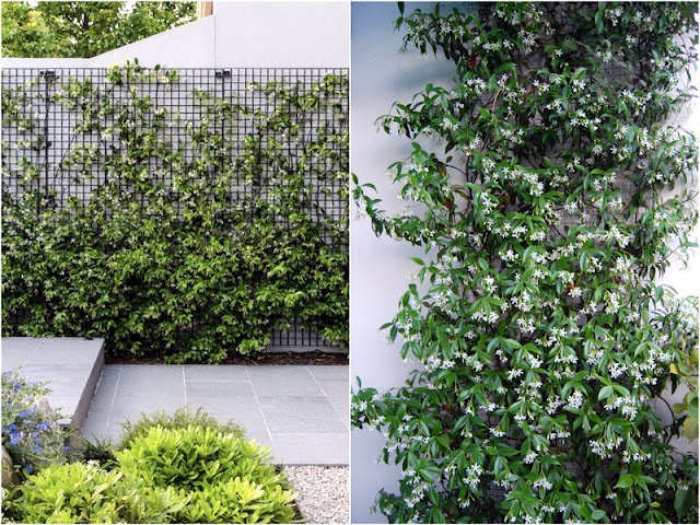 11 Φυτά για να καλύψετε κάγκελα, τοίχους και αντιαισθητικά σημεία σε εξωτερικούς χώρους - Φωτογραφία 12