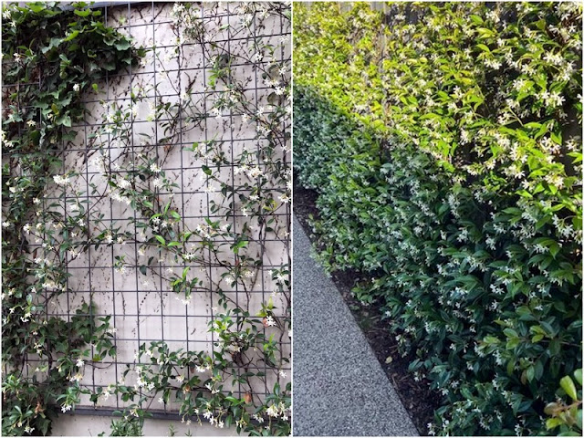 11 Φυτά για να καλύψετε κάγκελα, τοίχους και αντιαισθητικά σημεία σε εξωτερικούς χώρους - Φωτογραφία 2