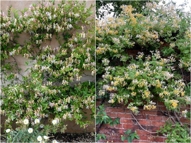 11 Φυτά για να καλύψετε κάγκελα, τοίχους και αντιαισθητικά σημεία σε εξωτερικούς χώρους - Φωτογραφία 3