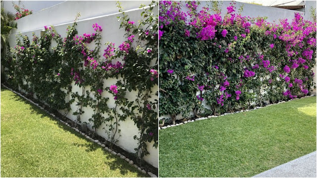 11 Φυτά για να καλύψετε κάγκελα, τοίχους και αντιαισθητικά σημεία σε εξωτερικούς χώρους - Φωτογραφία 4