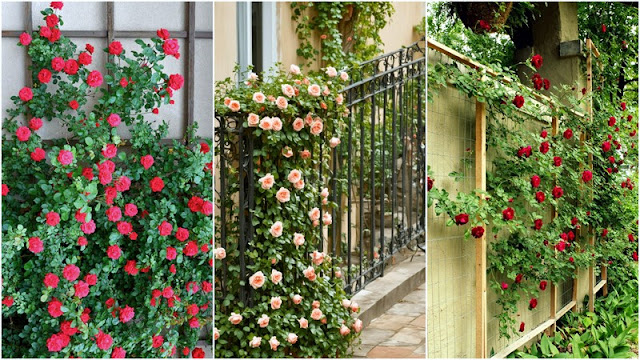 11 Φυτά για να καλύψετε κάγκελα, τοίχους και αντιαισθητικά σημεία σε εξωτερικούς χώρους - Φωτογραφία 5