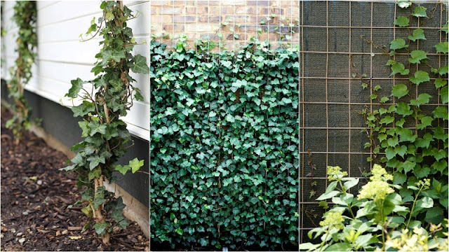 11 Φυτά για να καλύψετε κάγκελα, τοίχους και αντιαισθητικά σημεία σε εξωτερικούς χώρους - Φωτογραφία 6