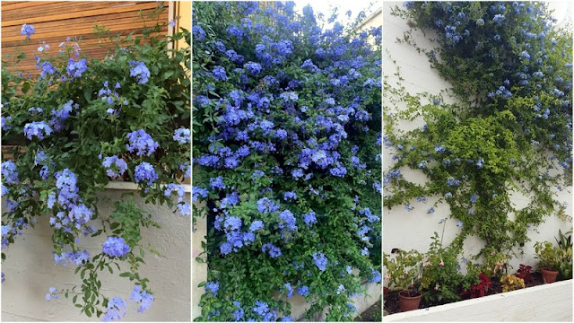 11 Φυτά για να καλύψετε κάγκελα, τοίχους και αντιαισθητικά σημεία σε εξωτερικούς χώρους - Φωτογραφία 7