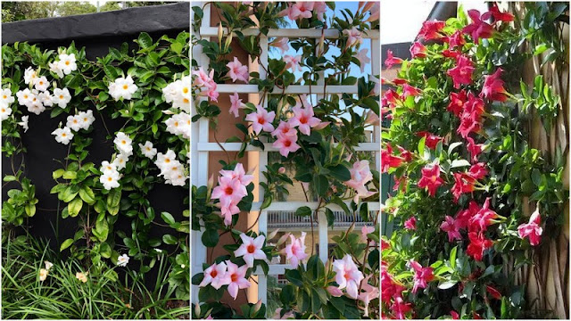 11 Φυτά για να καλύψετε κάγκελα, τοίχους και αντιαισθητικά σημεία σε εξωτερικούς χώρους - Φωτογραφία 8