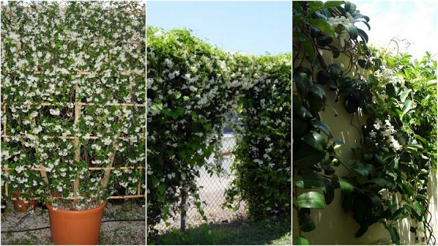 11 Φυτά για να καλύψετε κάγκελα, τοίχους και αντιαισθητικά σημεία σε εξωτερικούς χώρους - Φωτογραφία 9