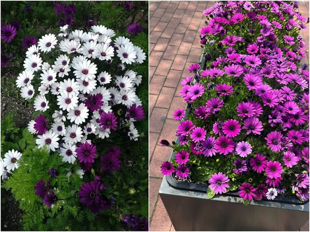 13 Ανθεκτικά φυτά καλοκαιρινής ανθοφορίας για κήπο και μπαλκόνι - Φωτογραφία 10