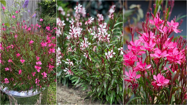 13 Ανθεκτικά φυτά καλοκαιρινής ανθοφορίας για κήπο και μπαλκόνι - Φωτογραφία 11