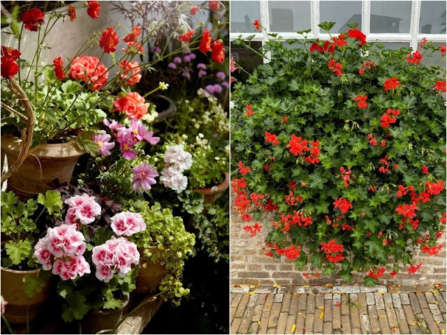 13 Ανθεκτικά φυτά καλοκαιρινής ανθοφορίας για κήπο και μπαλκόνι - Φωτογραφία 12