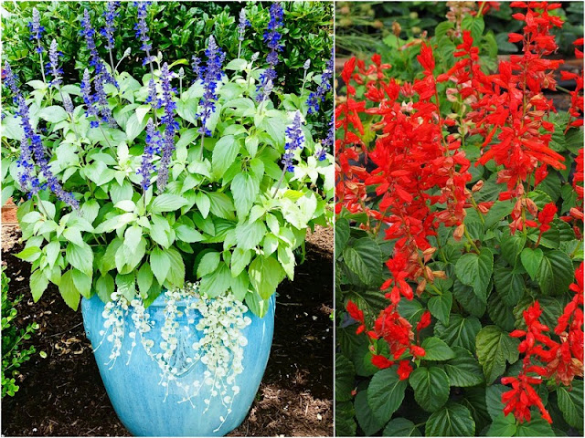 13 Ανθεκτικά φυτά καλοκαιρινής ανθοφορίας για κήπο και μπαλκόνι - Φωτογραφία 13