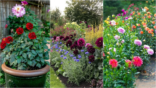 13 Ανθεκτικά φυτά καλοκαιρινής ανθοφορίας για κήπο και μπαλκόνι - Φωτογραφία 14