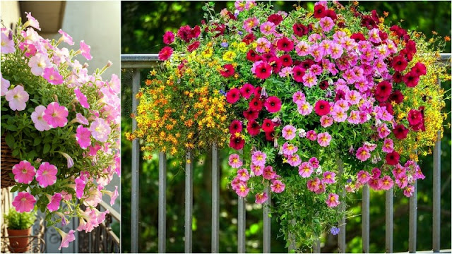 13 Ανθεκτικά φυτά καλοκαιρινής ανθοφορίας για κήπο και μπαλκόνι - Φωτογραφία 2