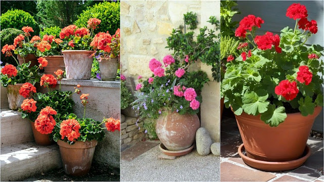 13 Ανθεκτικά φυτά καλοκαιρινής ανθοφορίας για κήπο και μπαλκόνι - Φωτογραφία 3