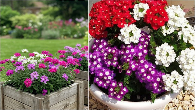 13 Ανθεκτικά φυτά καλοκαιρινής ανθοφορίας για κήπο και μπαλκόνι - Φωτογραφία 4