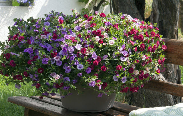 13 Ανθεκτικά φυτά καλοκαιρινής ανθοφορίας για κήπο και μπαλκόνι - Φωτογραφία 5