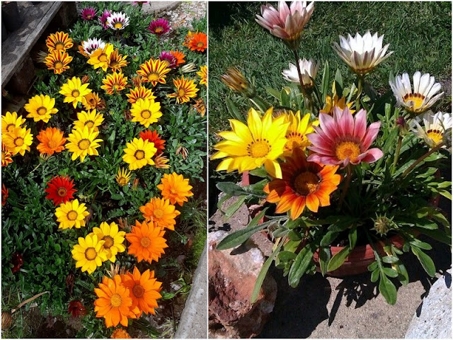 13 Ανθεκτικά φυτά καλοκαιρινής ανθοφορίας για κήπο και μπαλκόνι - Φωτογραφία 6