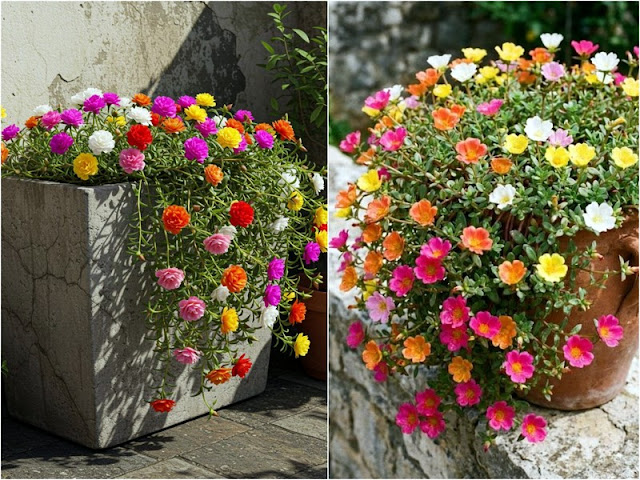 13 Ανθεκτικά φυτά καλοκαιρινής ανθοφορίας για κήπο και μπαλκόνι - Φωτογραφία 9