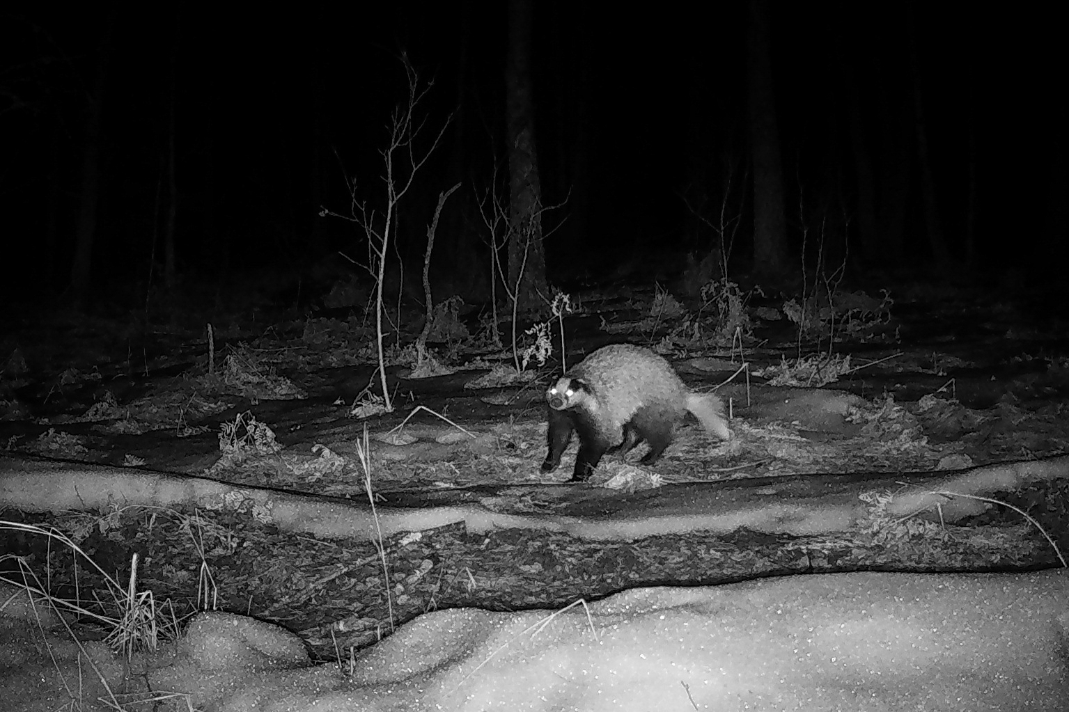 Τσερνόμπιλ 40 χρόνια μετά: Ο άνθρωπος έφυγε, η φύση κατέλαβε το τοπίο - Φωτογραφία 7