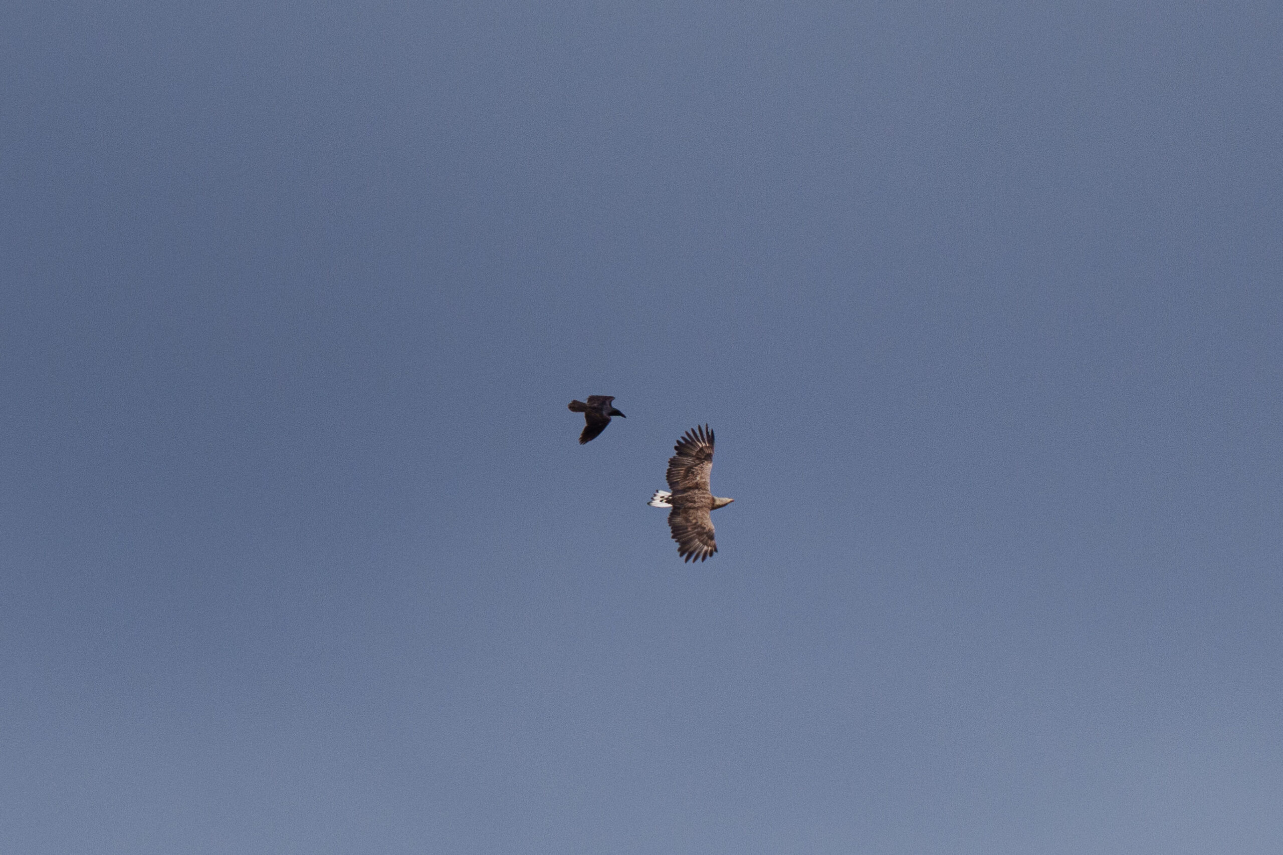 Τσερνόμπιλ 40 χρόνια μετά: Ο άνθρωπος έφυγε, η φύση κατέλαβε το τοπίο - Φωτογραφία 9