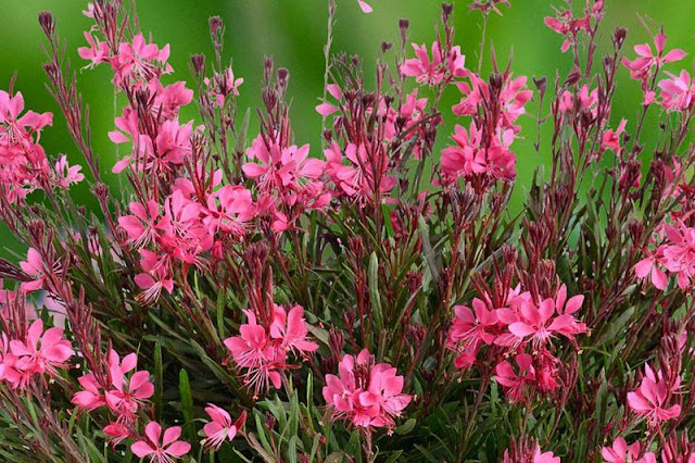 Γκάουρα. Ένα πολύ ιδιαίτερο και ανθεκτικό φυτό - Φωτογραφία 2