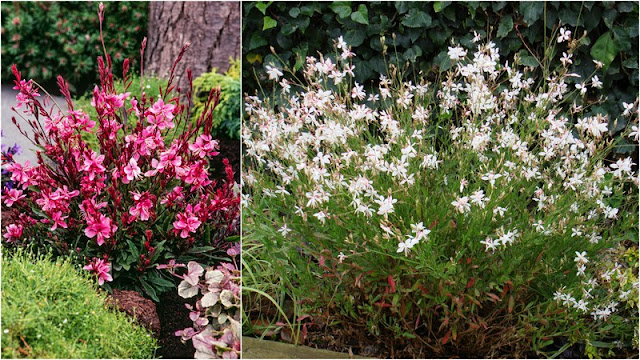 Γκάουρα. Ένα πολύ ιδιαίτερο και ανθεκτικό φυτό - Φωτογραφία 3