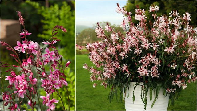 Γκάουρα. Ένα πολύ ιδιαίτερο και ανθεκτικό φυτό - Φωτογραφία 4