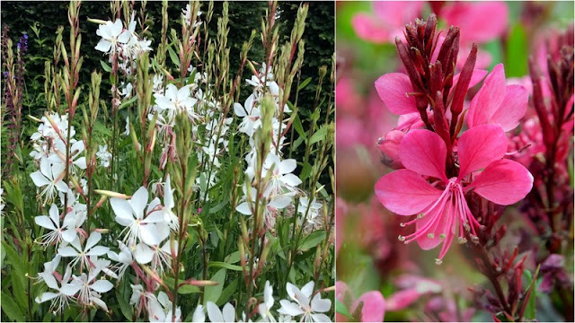 Γκάουρα. Ένα πολύ ιδιαίτερο και ανθεκτικό φυτό - Φωτογραφία 5