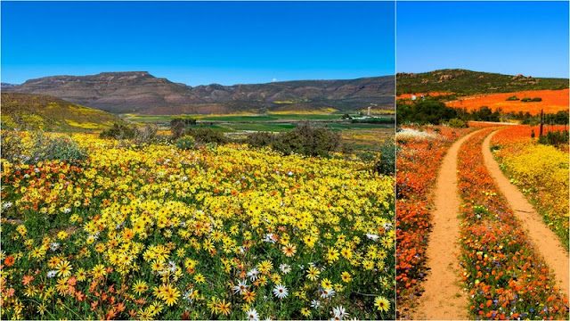 Χώρες που έχουν συνδεθεί με τα λουλούδια τους - Φωτογραφία 13