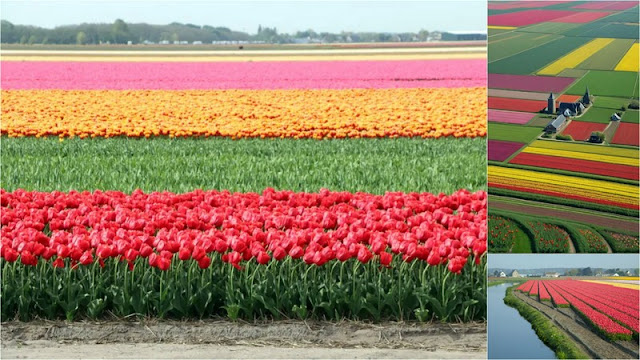 Χώρες που έχουν συνδεθεί με τα λουλούδια τους - Φωτογραφία 3