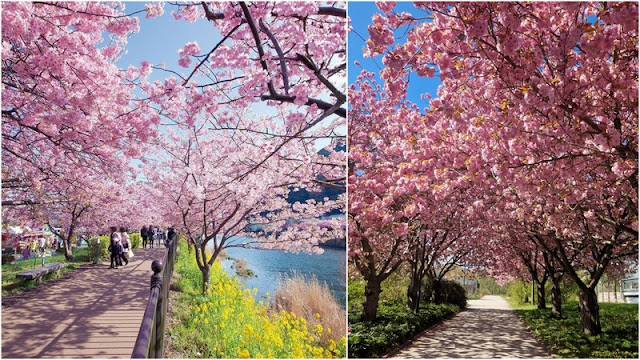 Χώρες που έχουν συνδεθεί με τα λουλούδια τους - Φωτογραφία 4