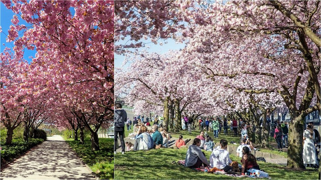 Χώρες που έχουν συνδεθεί με τα λουλούδια τους - Φωτογραφία 5