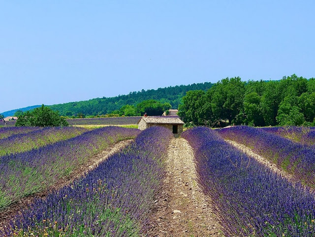 Χώρες που έχουν συνδεθεί με τα λουλούδια τους - Φωτογραφία 6