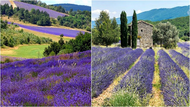 Χώρες που έχουν συνδεθεί με τα λουλούδια τους - Φωτογραφία 7