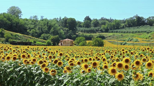 Χώρες που έχουν συνδεθεί με τα λουλούδια τους - Φωτογραφία 8