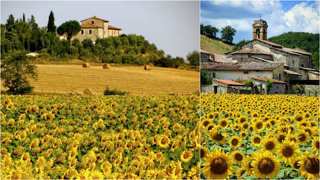Χώρες που έχουν συνδεθεί με τα λουλούδια τους - Φωτογραφία 9