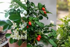 Μουράγια. Ομορφιά και άρωμα στον κήπο ή το μπαλκόνι
