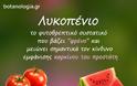 Το κόκκινο νήμα της φύσης – Ένα ταξίδι στο λυκοπένιο και στους καρπούς που γεννά το ελληνικό καλοκαίρι