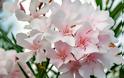 Τοξικά φυτά: Μύθοι και πραγματικότητα - Φωτογραφία 2