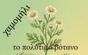 Θεραπευτικά βότανα που μπορούμε να καλλιεργήσουμε στο μπαλκόνι μας.