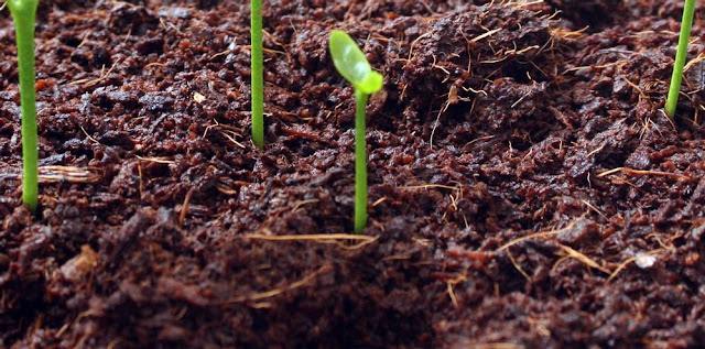 Πόσο οικολογική είναι τελικά η φροντίδα των φυτών μας; - Φωτογραφία 6